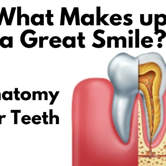 The Anatomy of Your Teeth