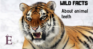 Animal Teeth - Wild Facts that show not all teeth are created equal
